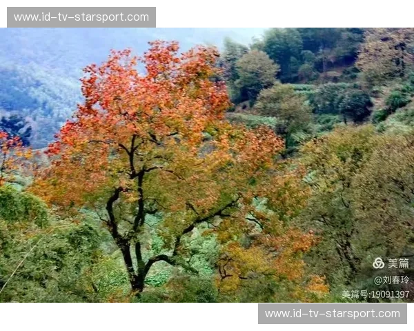 开云体育网络设置：让您的游戏体验更上一层楼